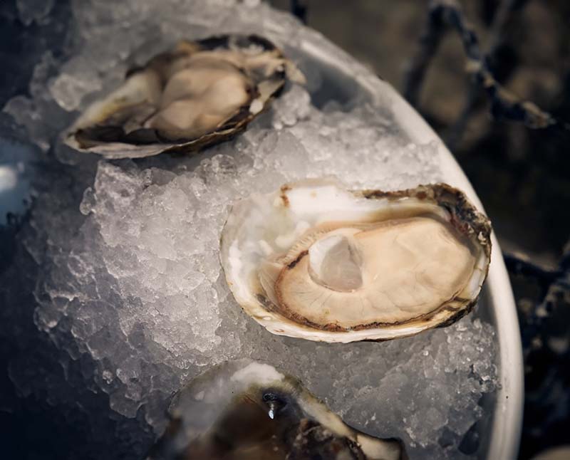 Are Oysters Good for Weight Loss? Discover Key Benefits
