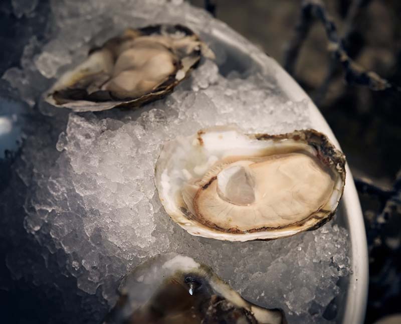 Are Oysters Good for Weight Loss