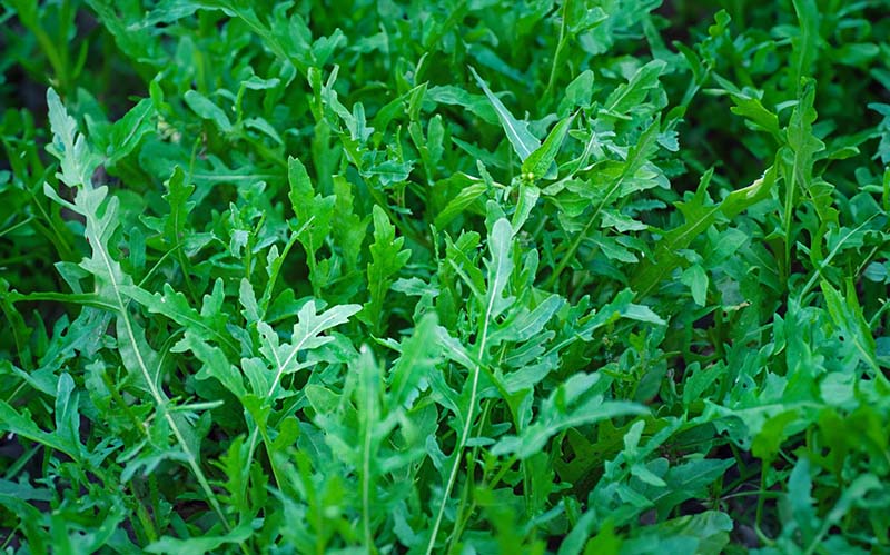 Is Arugula Good for Weight Loss 