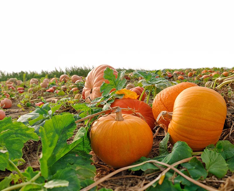 Is Pumpkin Good for Weight Loss